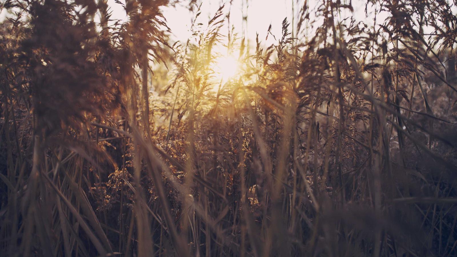 Helpful lifestyle image for How to know when to repot a plant