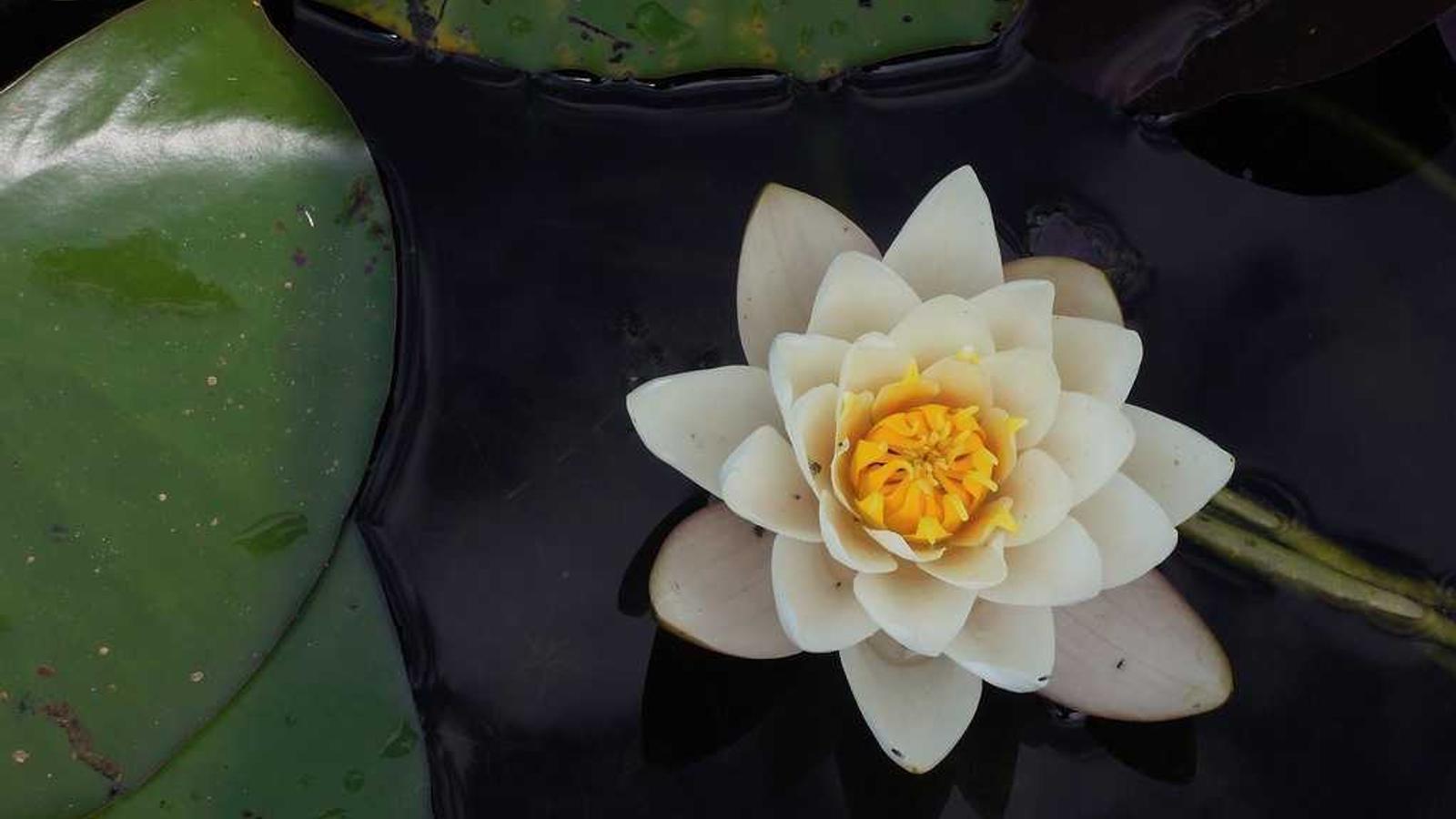 Helpful lifestyle image for How to scan a document with your phone