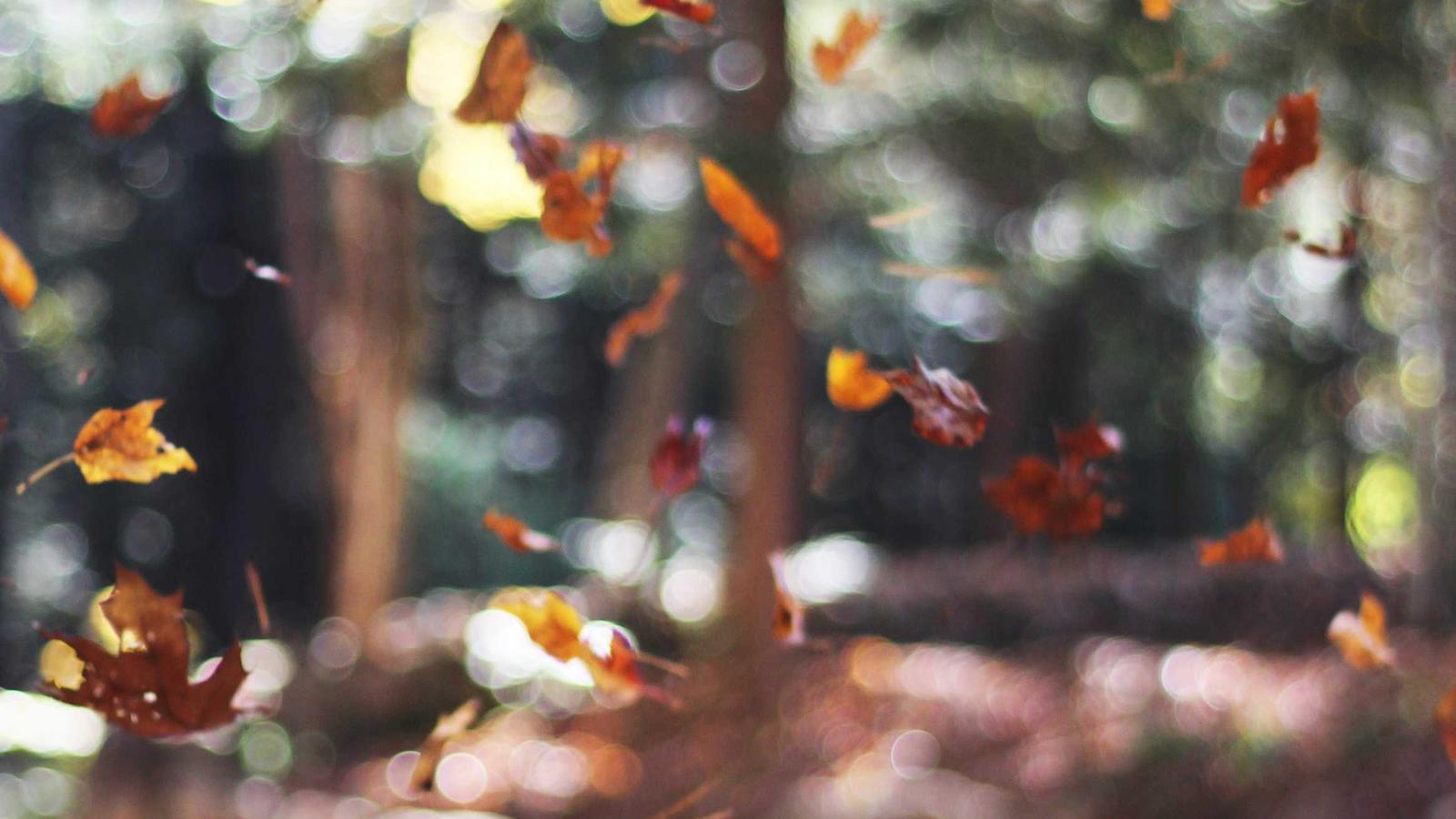 Helpful editorial image for How bowl games are selected