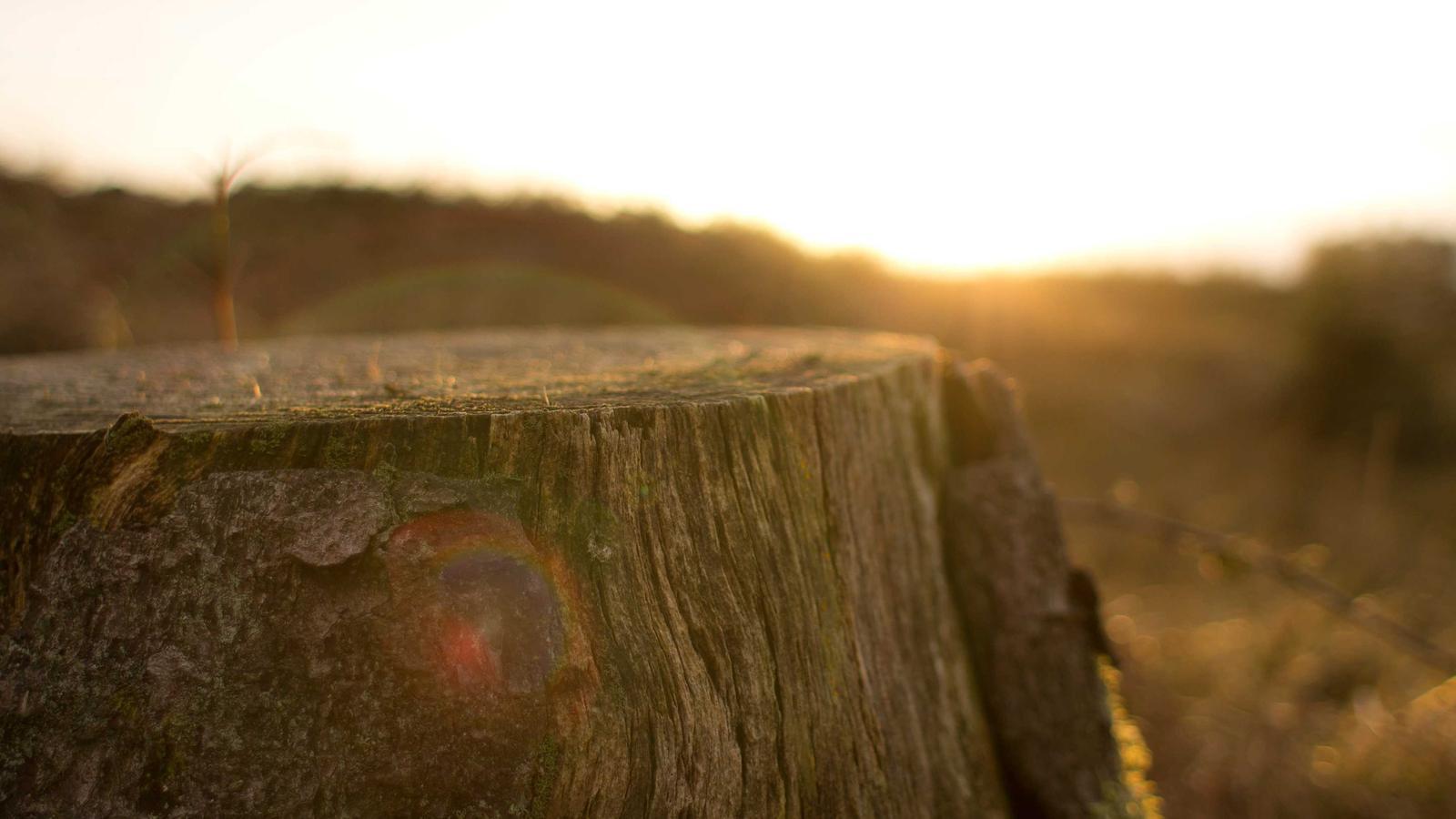 Helpful editorial image for How to apply for a passport fast