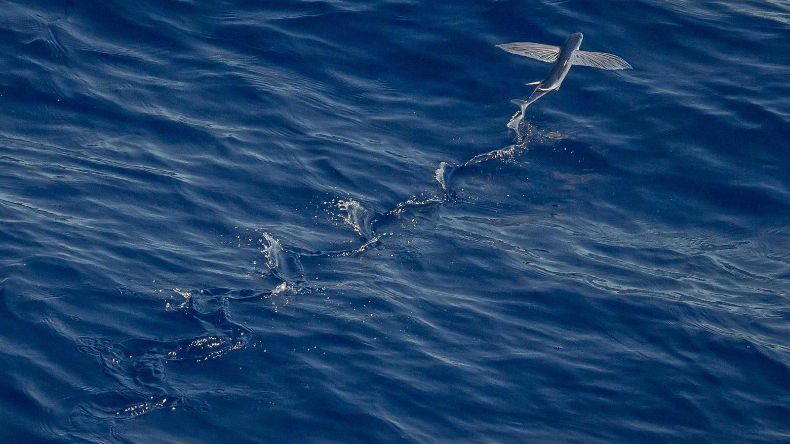 Helpful editorial image for How to protect elderly parents from scams