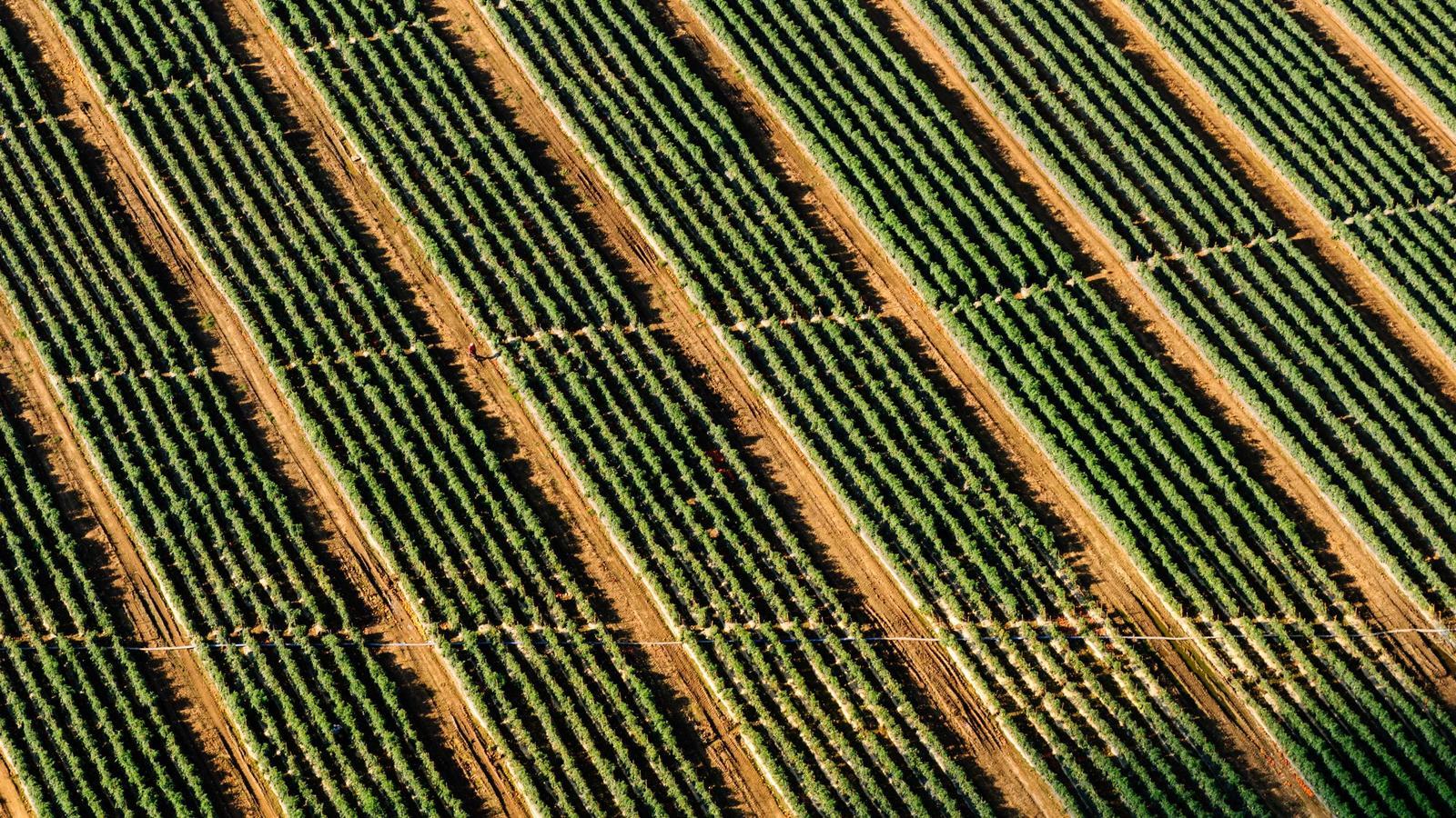 Helpful editorial image for Why executive orders get challenged in court