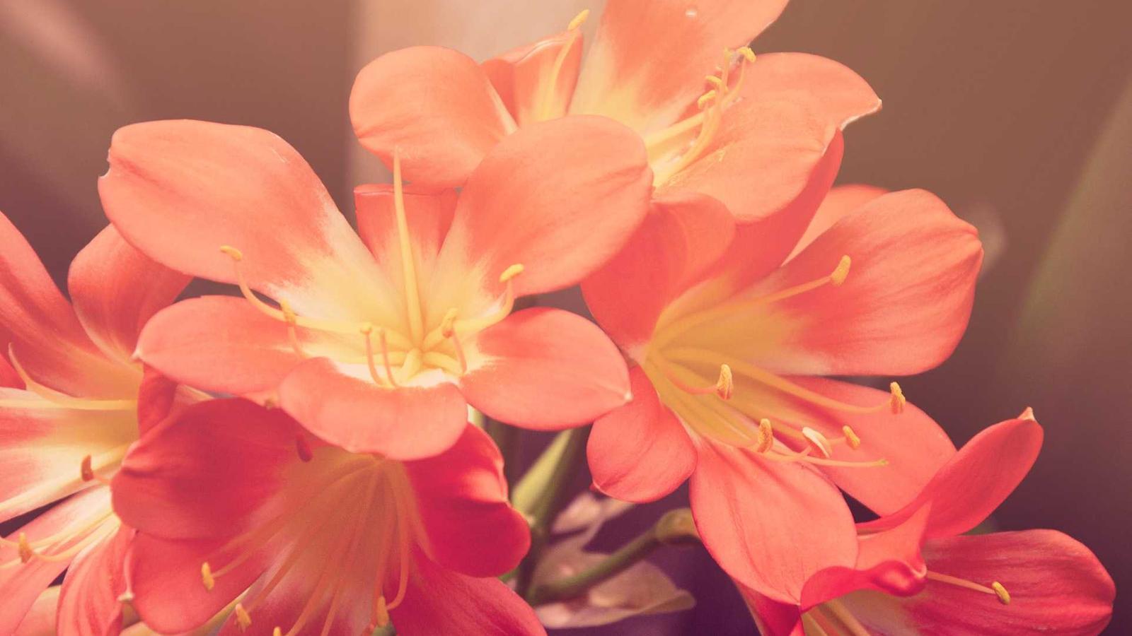 A laptop with a clean fast desktop on a wooden table