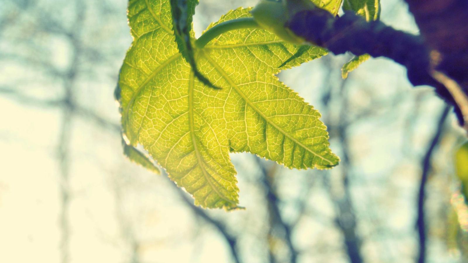 Editorial image about basketball: NBA playoffs format explained