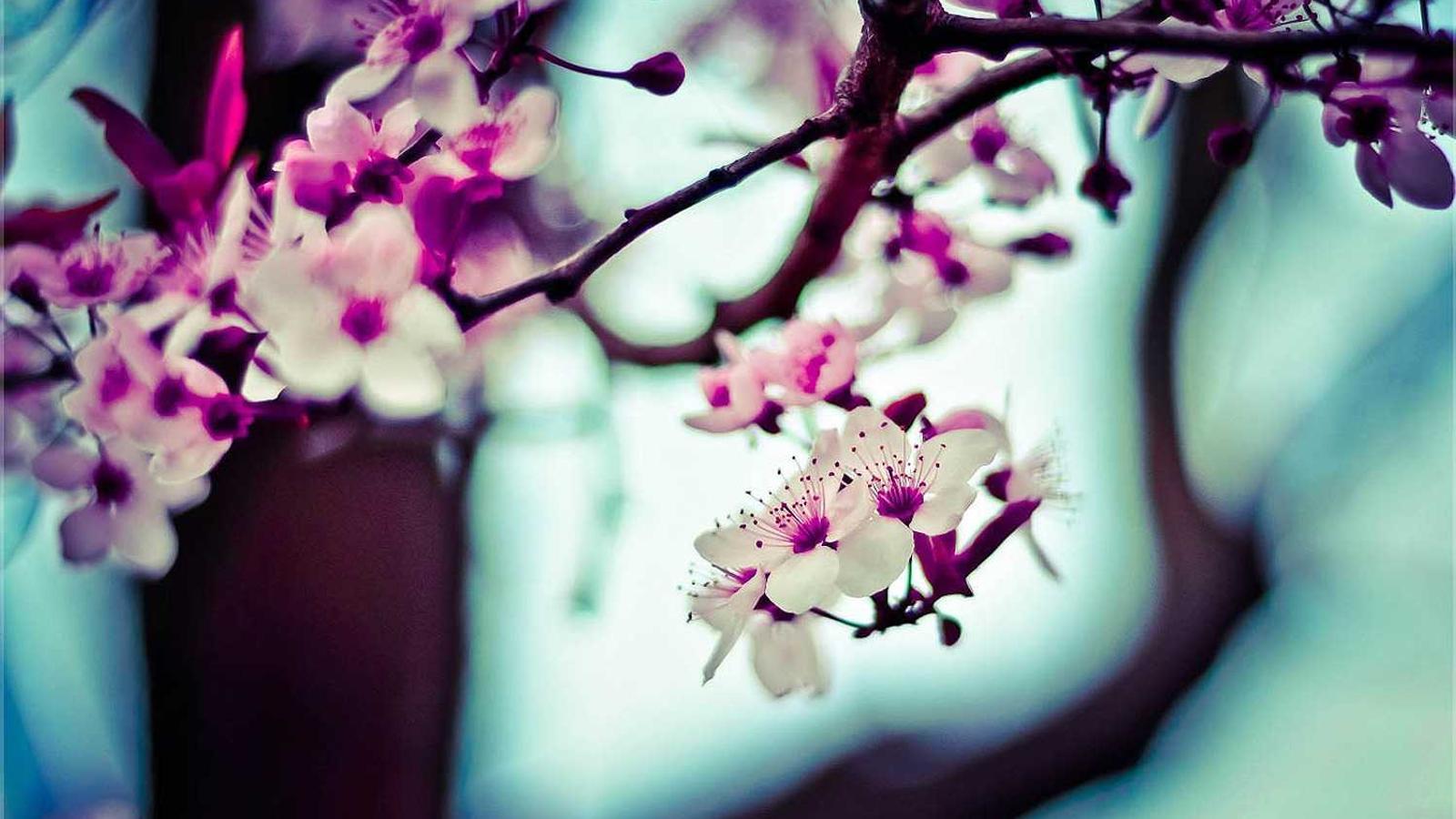 Editorial image about football: NFL Sunday Ticket explained