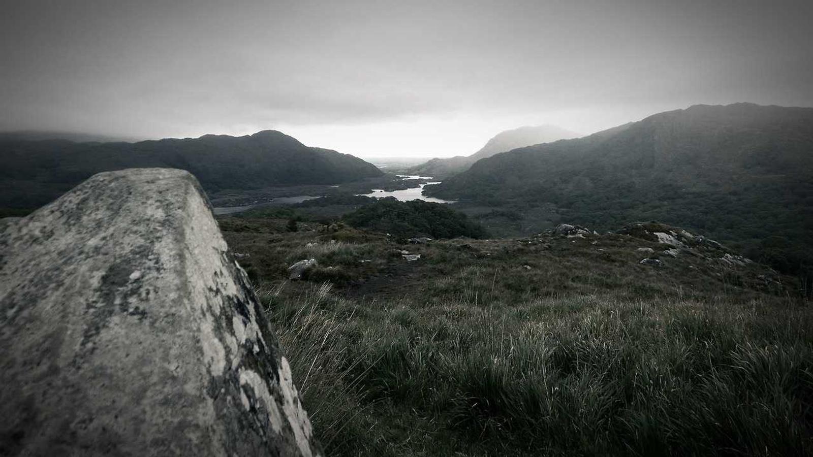 A bushy basil plant in a clay pot