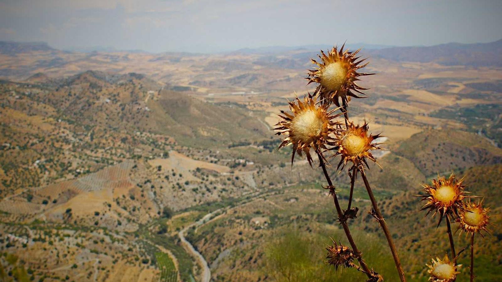 A screwdriver and stripped screw on a wooden surface