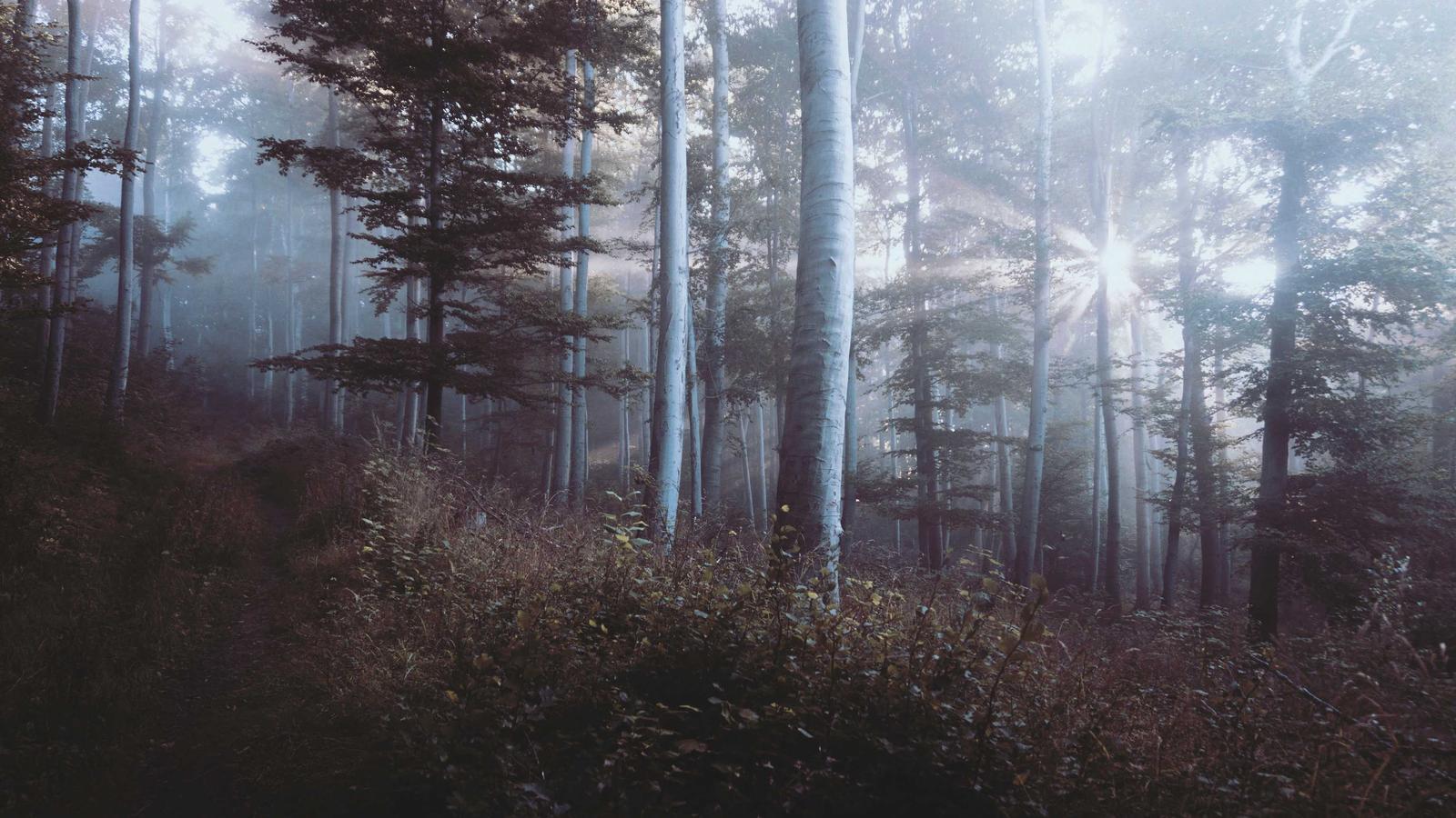 Avocados in a paper bag next to a banana on a kitchen counter