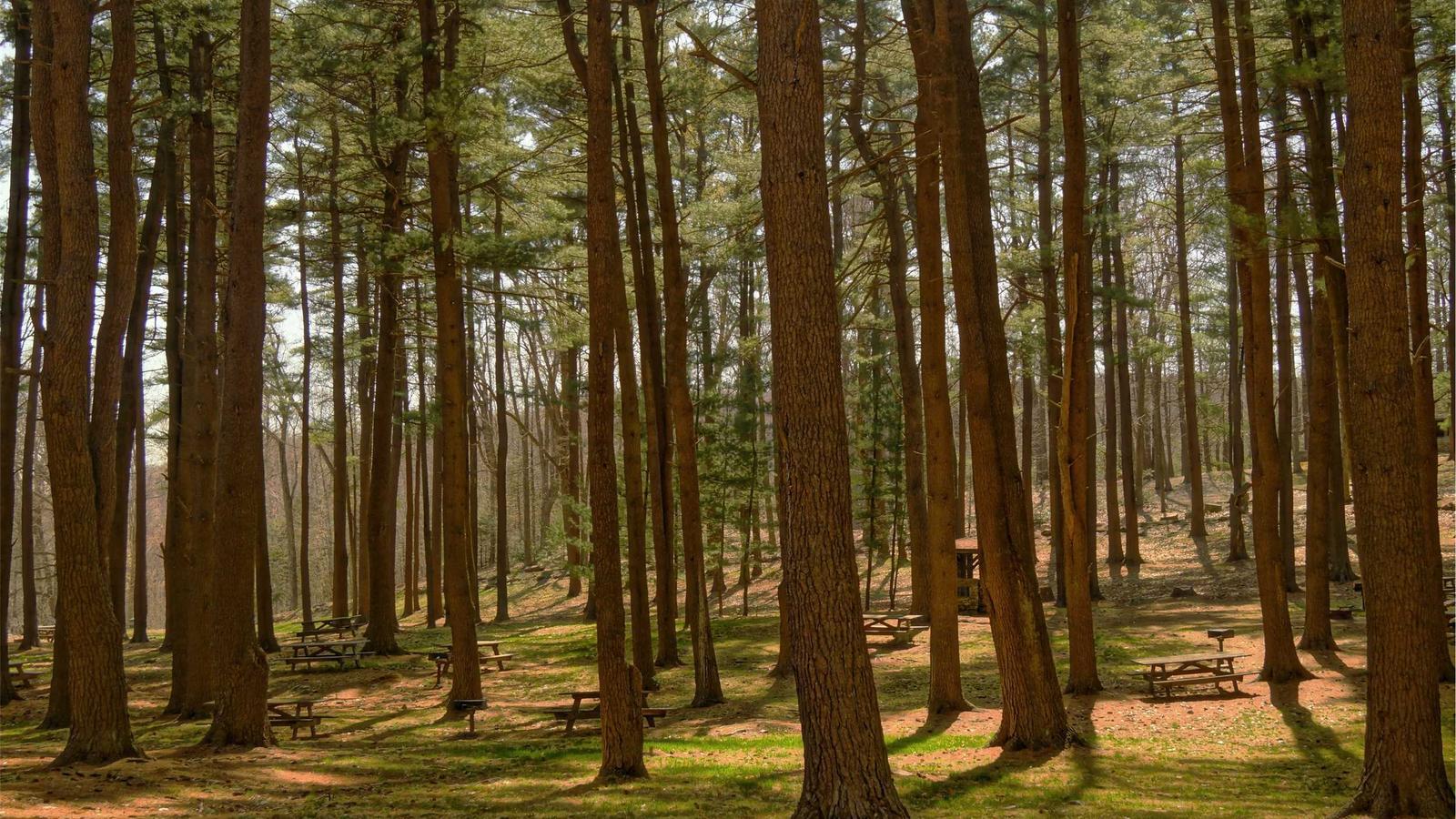 Bowls of flax meal, mashed banana, and apple sauce arranged on a kitchen counter