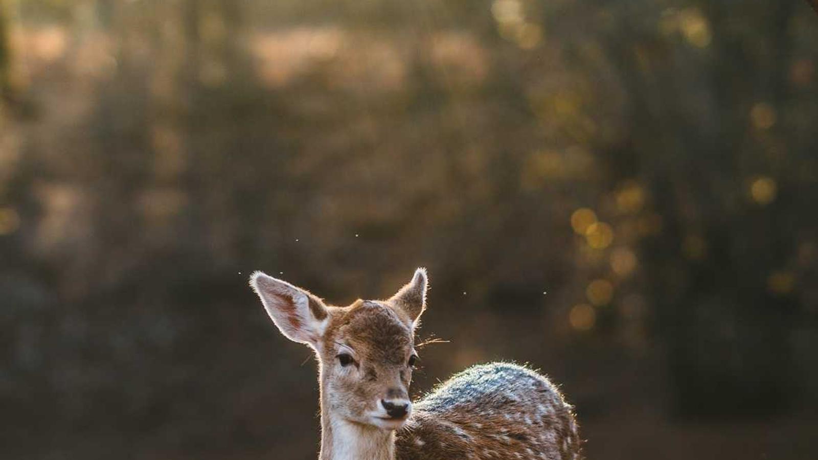 Editorial image about creator economy: Kids content on YouTube: why channels like Cocomelon are huge