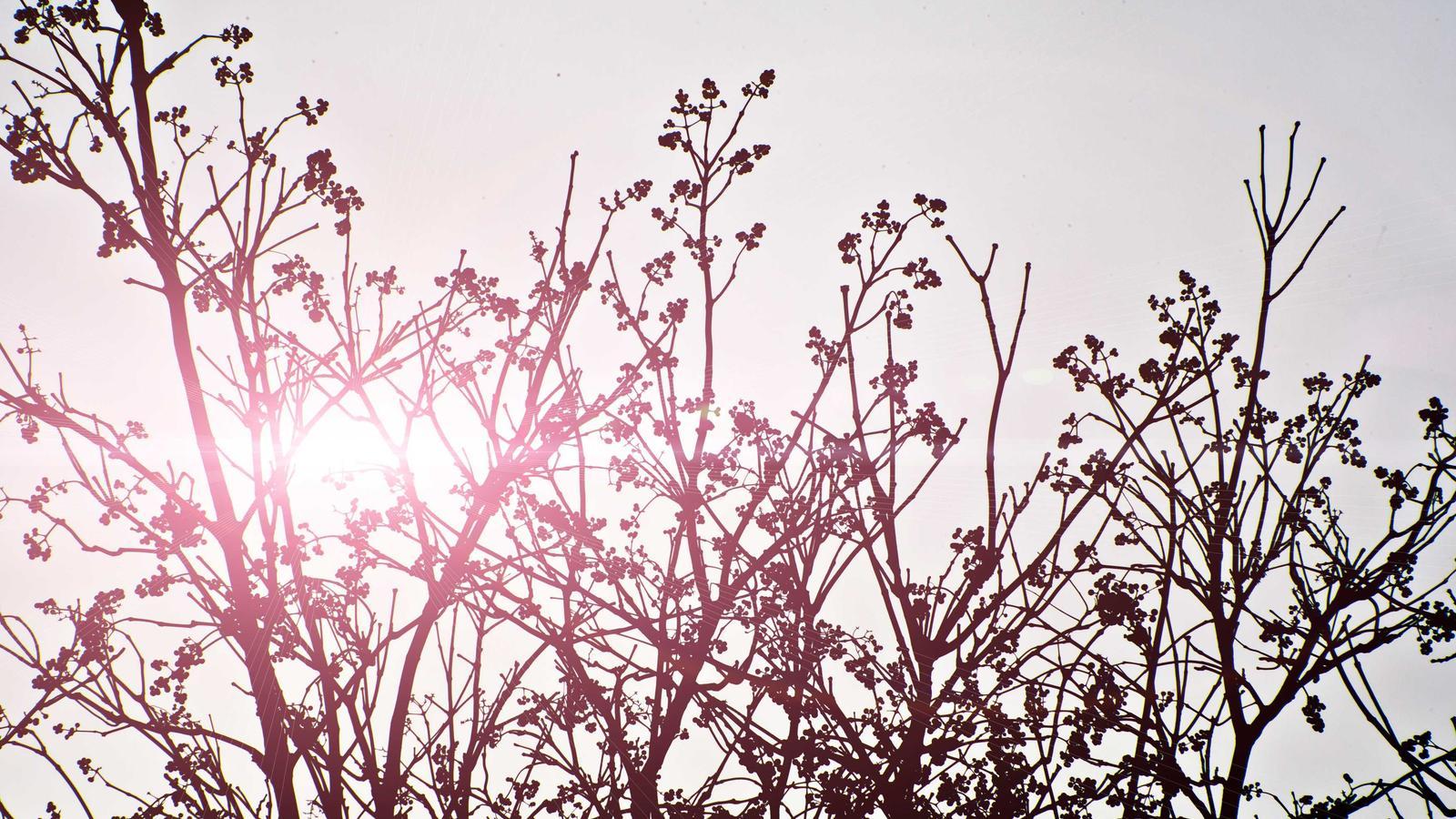 Editorial image about creator economy: YouTube vs TikTok for creator growth